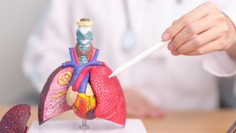 Clinician pointing to model of lungs.